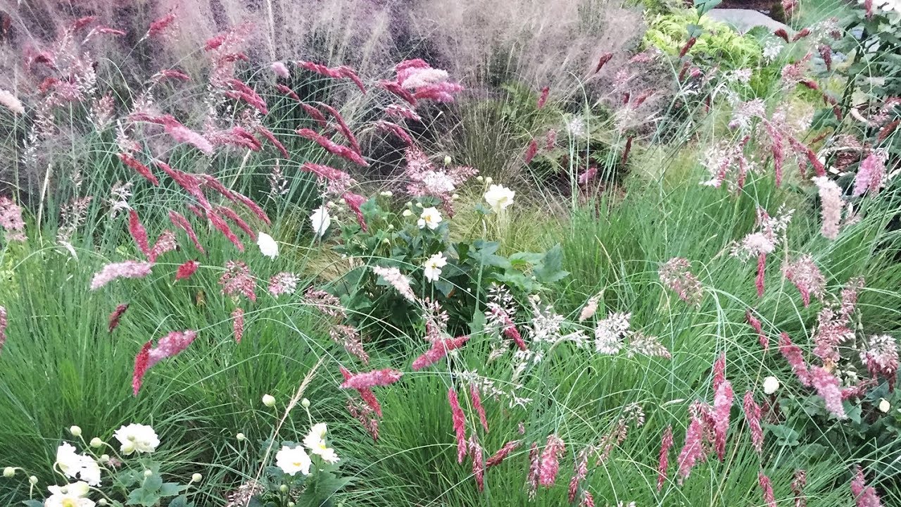 PINK PLANTING BED - PLANTING WITH GRASSES - MUHLENBERGIA CAPILLARIS - MUHLY GRASS  - MELINIS