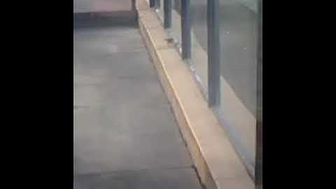 Bird Attacks Reflection SO FUNNY