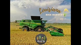2023 Louisiana Rice Harvest with a John Deere X9 4K