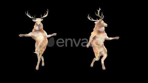 Deer Dancing HD | Motion Graphics - Envato elements