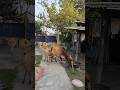 আমাৰ গাঁও ❤ #village #nature #villagelife #cow #shorts #villageshort #polutionfree #life ❤