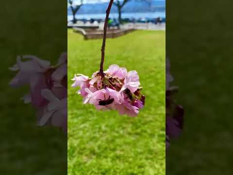 BEST CHERRY BLOSSOM SPOT IN ZURICH, LAKE ZURICH #Travel #shorts #