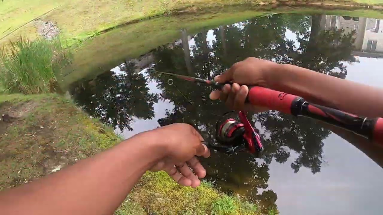 Catching Big Mommas on a POPPER!! (Summer Bass Fishing!)