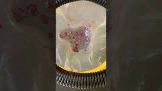 Bloodworms in moina culture tank #bloodworms #fishfood #moinaculture #shorts Bloodworms in moina culture tank #bloodworms #fishfood #moinaculture #shorts