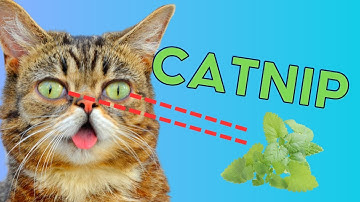 Why Do Cats Love CATNIP So Much?!