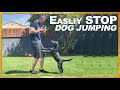 Easily and Quickly Teach Your Dog NOT to Jump on People