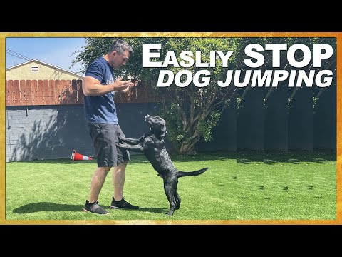Videó: Hogyan képezzek kutyádat, hogy ne ugorjanak a vállalaton