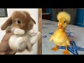 Cute baby animalss compilation  funny and cute moment of the animals 19  cutest animals