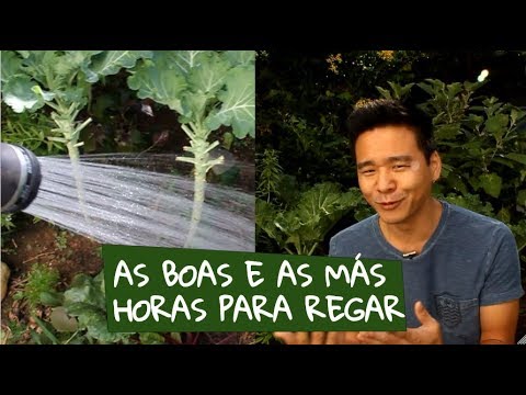 Vídeo: Devo regar canteiros de flores todos os dias?