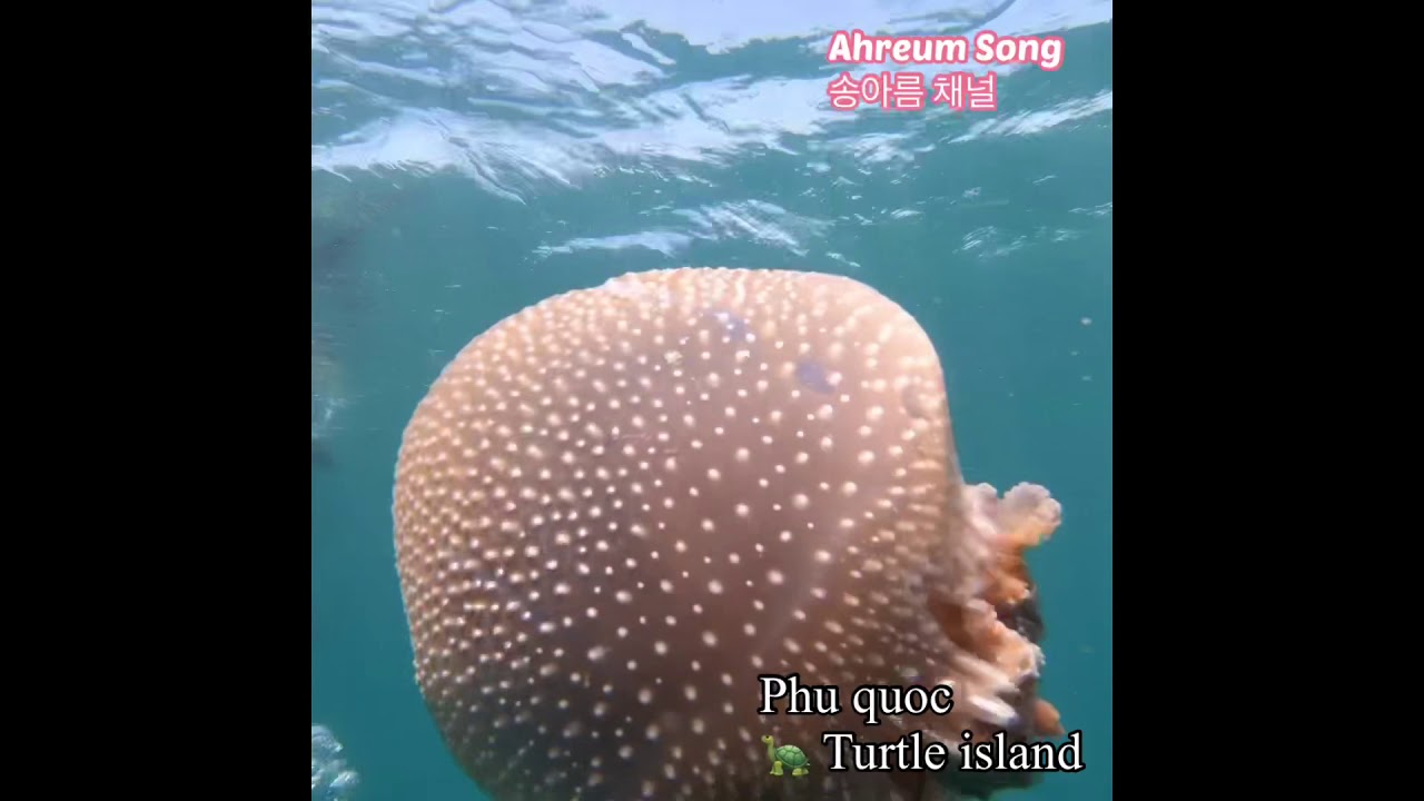 Jellyfish in Phu quocScuba diving 대형해파리 푸꾸옥 스쿠버다이빙Flipper diving