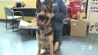 “Name your price” during Paw-liday adoption promotion at Santa Barbara County animal shelters