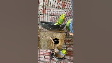 #سورة_الجمعة #قران_كريم #المصحف #العراق #مصر #الكاظمية #اكسبلور #طيور #kuranıkerim #lovebirds #usa