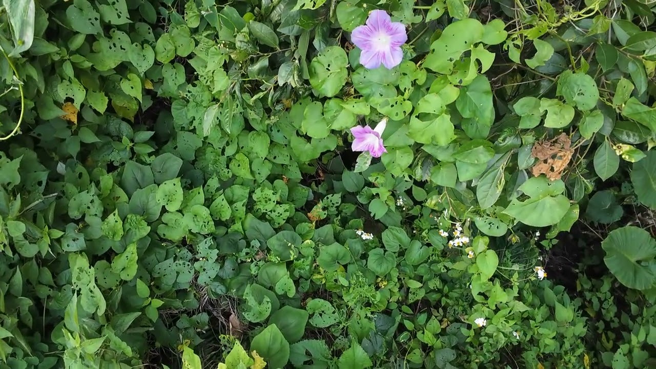 本日の末吉公園 空と森