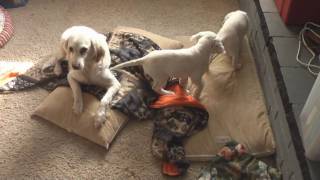 8 Week Old English Setter Puppies Hd Video