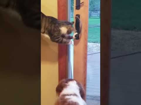 Cat Opens Door For Dog #shorts