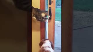 Cat Opens Door For Dog #shorts