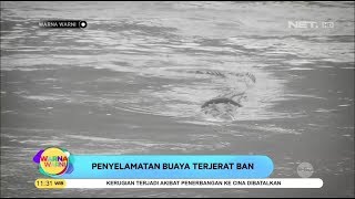 Upaya Penyelamatan Buaya Terlilit Ban Belum Berhasil - Warna Warni