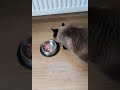 Posiłek kota 🐱