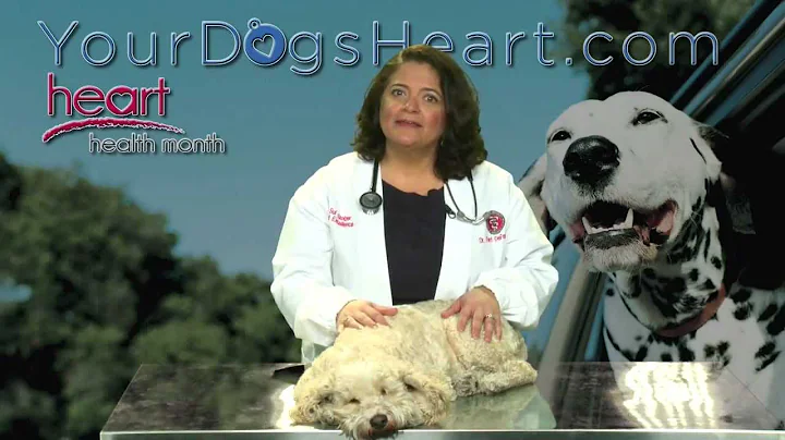 Is your dog at risk or suffering from heart diseas...