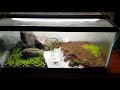 Aquarium dry start method dsm planted tank 2nd weeks