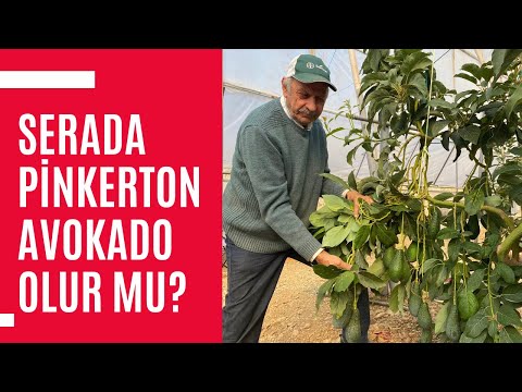 Video: Avokado 9. Bölgede Büyür mü - 9. Bölge Bahçeleri İçin Avokado Ağaçları Hakkında Bilgi Edinin