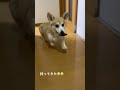 【コーギー】 言葉通じすぎている😂#くきたん #コーギー #犬 #shorts