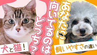 【犬と猫の'飼いやすさ'の違いを比較してみた】あなたのライフスタイルに向いてるのはどっち現役猫ブリーダーが解説します