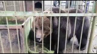 Видео У Тони ангельский характер! (автор: Центр ВЕЛЕС)