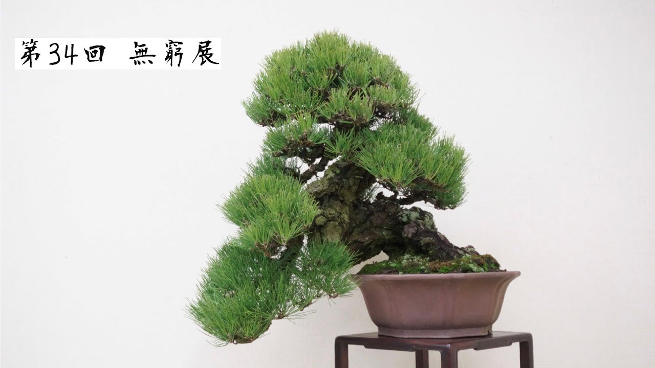 34th Bonsai Mukyuten Exhibition - YouTube