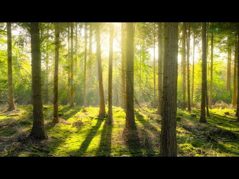 1 Hour Of Relaxing Rain And Wind Sounds In 4k | Rain Forest, Rain, Water, Wind, Relaxing, Chill