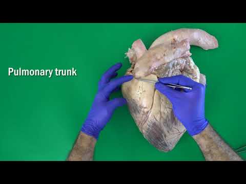 Anatomy of the Bovine Heart, Valves of the Heart
