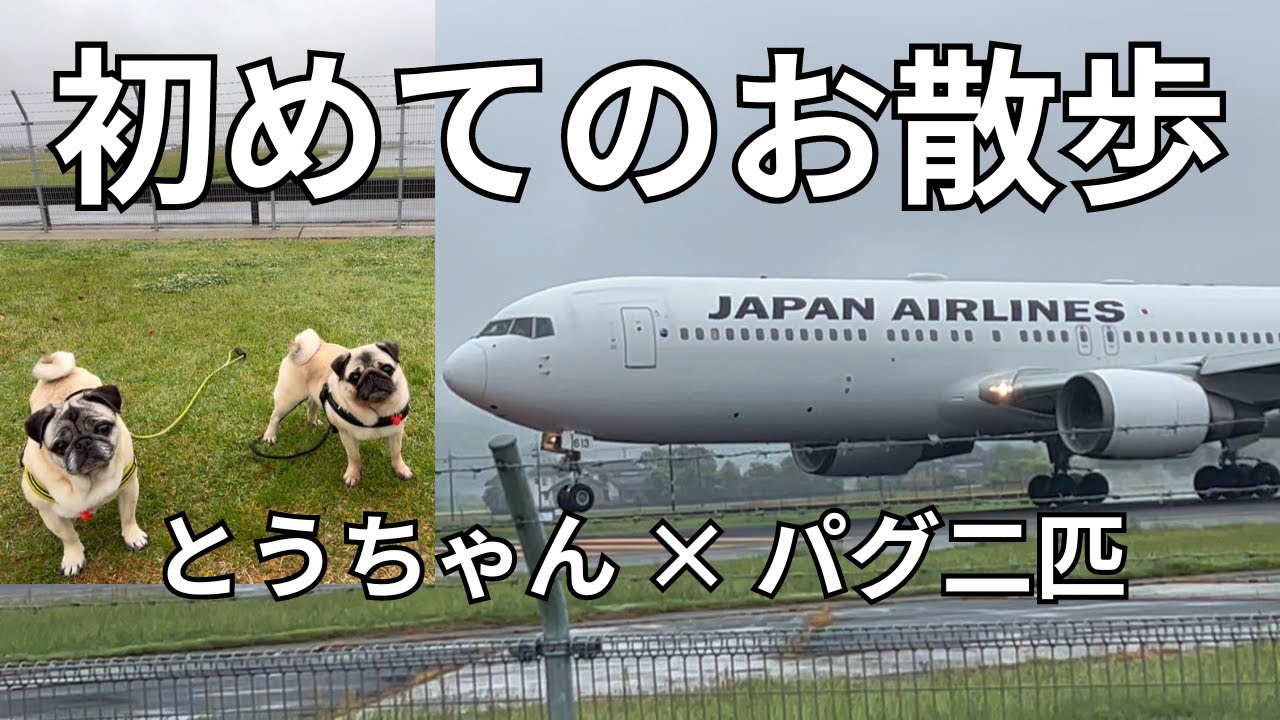 Walking with my pug in a park where you can see the planes: 