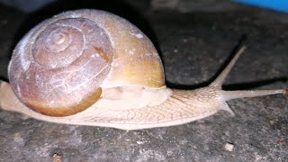 Snail Animal so Slowly. #animals
