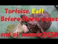 my pet  tortoise eats cabbage and carrot in the morning. sulcata