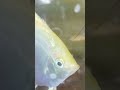 এ্যাকুরিয়াম মাছ#aquarium #fish #viralvideo #trending #trendingshorts #youtubeshorts #youtube #reels