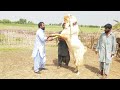 Million Dollar Giant Gulabi Goat Of World|Interview with Dil Murad Bugti