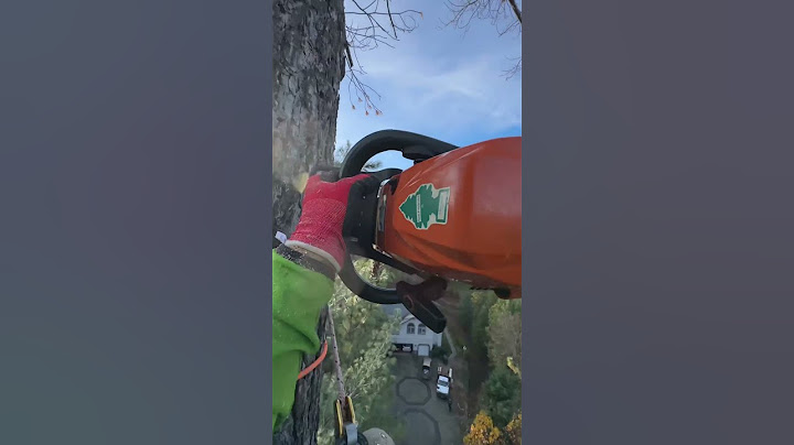 Climbing tall Conifers. #climbing #precisiontreefelling #arborist
