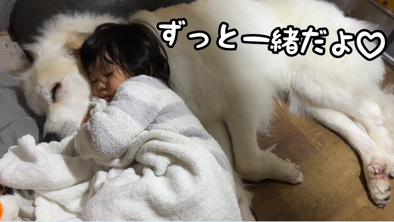 幸せな時間】初めて超大型犬3頭と狂犬と車中泊するとほっこりする寝顔