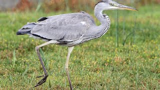 CROWNED NIGHT HERON|@hmetv5490