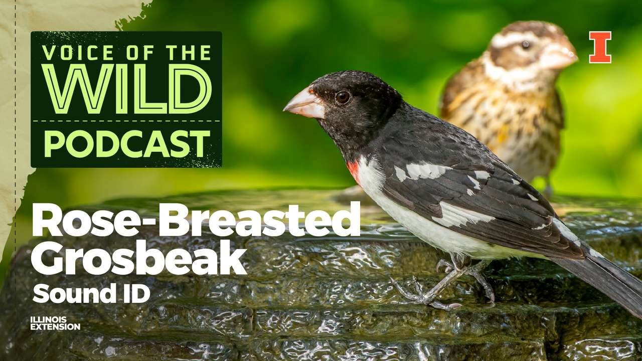 Episode 109: Rose-Breasted Grosbeak – Voice of the Wild - YouTube