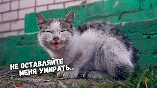 Спасение котика с раной на шее / SANI vlog