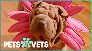 Shar Pei Lives The Life Of A Supermodel | Dogs with Jobs | Pets & Vets