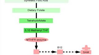 Methylation Made Easy Part 2 of 4   The Methylation Cycle Net Worth