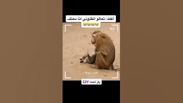 القط في ورطه ركز على حركات القرد 