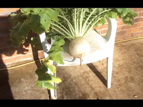 Video: Daikon - Japāņu Redīsi: Derīgās īpašības, Sēšana Un Kopšana