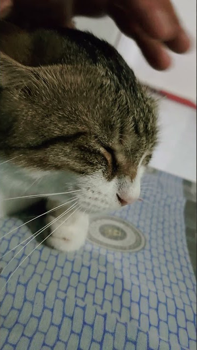 Menua Bersamamu - Tri Suaka