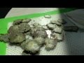 Rosin Chips vs BHO Schwag