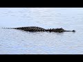 Airboats & Alligators | Everglades