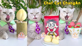 Cat Chef’s New Recipe That Will Make You Drool!🤤🍨|Cat Cooking Food|Cute And Funny Cat