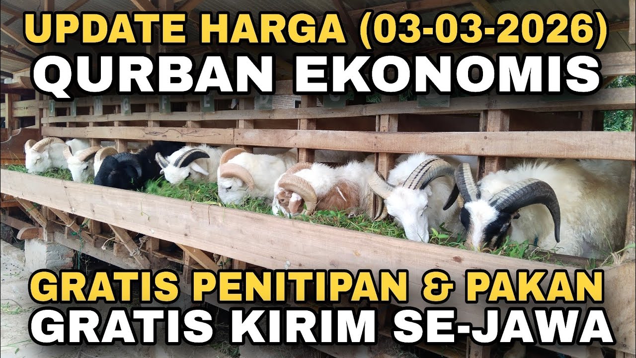 UPDATE HARGA DOMBA QURBAN EKONOMIS, GRATIS PENITIPAN, PAKAN DAN ANTAR SE-JAWA #domba #qurban #goat 